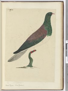 F.26 लकड़ी कबूतर। न्यूजीलैंड, 1772-75 (wc) द्वारा इसहाक स्मिथ