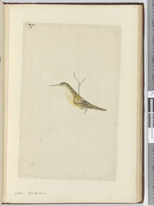 F.28 कोयल। न्यूजीलैंड, 1772-75 (wc) द्वारा इसहाक स्मिथ