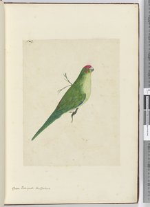 F.2 हरा तोता। न्यूजीलैंड, 1772-75 (wc) द्वारा इसहाक स्मिथ