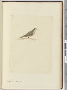 F.31 सैंड लार्क। न्यूजीलैंड, 1772-75 (wc) द्वारा इसहाक स्मिथ