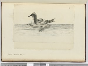 F.37a पिंटो। उच्च दक्षिण अक्षांश में देखा गया, 1772-75 (wc) द्वारा इसहाक स्मिथ