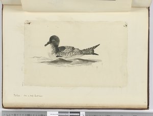F.37b पिंटाडो। उच्च दक्षिण अक्षांश में देखा गया, 1772-75 (wc) द्वारा इसहाक स्मिथ