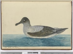 F.49 छोटे अल्बाट्रॉस को अक्षांश में देखा गया। 65 एस।, 1772-75 (डब्ल्यूसी) द्वारा इसहाक स्मिथ
