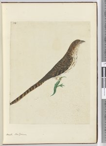 F.4 हॉक। न्यूजीलैंड, 1772-75 (wc) द्वारा इसहाक स्मिथ