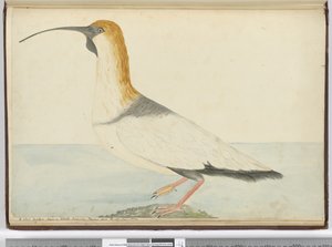 F.52 एक नया कर्ल। स्टेटन द्वीप पर देखा गया Tierra del Fuego Jan 1774, 1772-75 (wc) द्वारा इसहाक स्मिथ
