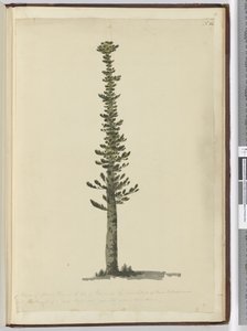 F.54 न्यू कैलेडोनिया के दक्षिणी छोर पर पाइल्स ऑफ आइल में स्प्रूस पाइन की तरह और एक बहुत बड़े प्रकार के मस्तूल के लिए लंबा है। सीन सेप्टन 1774 ..., 1772-75 (wc) द्वारा इसहाक स्मिथ