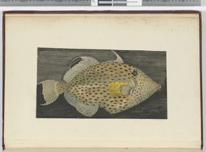 F.55 एस। जागो की ओल्ड वाइफ नामक मछली, 1772-75 (wc) द्वारा इसहाक स्मिथ