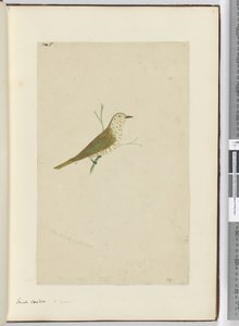 F.5 छोटा कोयल। न्यूजीलैंड, 1772-75 (wc) द्वारा इसहाक स्मिथ