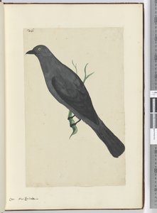 F.6 क्रो। न्यू कैलेडोनिया, 1772-75 (wc) द्वारा इसहाक स्मिथ