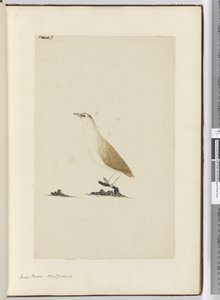 F.8 छोटा तिपतिया घास। न्यूजीलैंड, 1772-75 (wc) द्वारा इसहाक स्मिथ