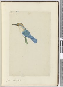 F.9 किंग फिशर। न्यूजीलैंड, 1772-75 (wc) द्वारा इसहाक स्मिथ