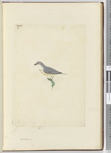 f.17 अज्ञात न्यूजीलैंड पक्षी, 1772-75 (wc) द्वारा इसहाक स्मिथ