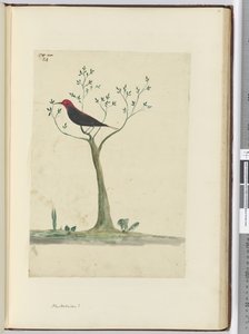 f.24 नई हेब्रिड्स, 1772-75 (wc) द्वारा इसहाक स्मिथ