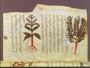 सुश्री अर्बे 4947 fol.84, 13 वीं शताब्दी के डायोस्कोराइड के एक ग्रंथ से पौधे द्वारा इस्लामी स्कूल