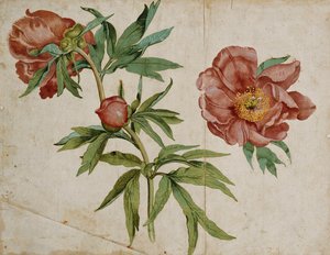 Paeonies का एक अध्ययन द्वारा इतालवी स्कूल