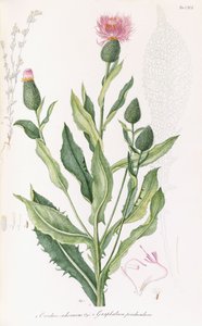कार्डस किकोरोसस और ग्नफालियम पेन्डुकुलारे, 1811-1838 द्वारा इतालवी स्कूल