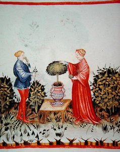 Fol.39v बेसिलिकम क्यूरेटम को इकट्ठा करना, 'टैकुइनम सैंटियाटिस कोडेक्स विंडोबोनेंसिस' (वेल्लम) से चित्रण द्वारा इतालवी स्कूल