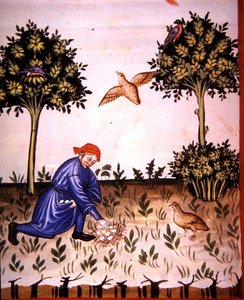 Fol.66v तीतर के अंडे एकत्र करना, 'टैकुइनम सैंटियाटिस कोडेक्स विंडोबोनेंसिस' (वेल्लम) से चित्रण द्वारा इतालवी स्कूल