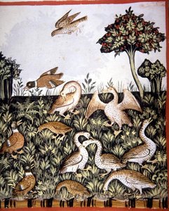 Fol.69v बतख और गीज़, 'टैकुइनम सैंटियाटिस कोडेक्स विंडोबोनेंसिस' (वेल्लम) से चित्रण द्वारा इतालवी स्कूल