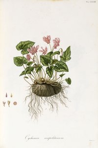 आइवी-त्यागा सिक्लेमेन - Cyclamen नियपोलिटन, 1811-1838 द्वारा इतालवी स्कूल