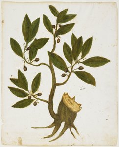 लॉरेल ट्री (लौरस नोबिलिस) (wc & tempera on paper) द्वारा इतालवी स्कूल