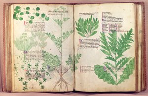 लगभग 80 पौधों और माउंट शाही, c.1330-40 की मैनफ्रेड द्वारा जड़ी बूटियों से एमएस 6823 fol.19v द्वारा इतालवी स्कूल