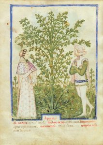 Nouy ACQ अक्षांश 1673 अजवाइन fol.28v, Tacuinum स्वस्थ, c.1390-1400 से द्वारा इतालवी स्कूल