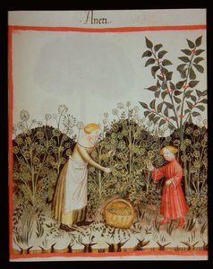 नई 2644 सभा DUT Tacuinum स्वस्थ कोडेक्स f.32r द्वारा इतालवी स्कूल