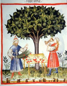 ताजा fol.14r 2644 जायफल, स्वस्थ Tacuinum से एकत्र की जा रही द्वारा इतालवी स्कूल
