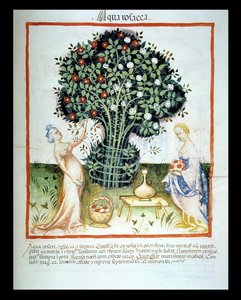 2644 गुलाब ताजा पानी fol.93r, Tacuinum स्वस्थ कोडेक्स से द्वारा इतालवी स्कूल