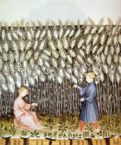 उपन्यास 2644 स्वस्थ Tacuinum से फसल काटने वाले गेहूं fol.42v द्वारा इतालवी स्कूल