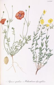 पापावर अपुलम और हेलियंटहेम ह्य्ससोपिफोलम, 1811-1838 द्वारा इतालवी स्कूल