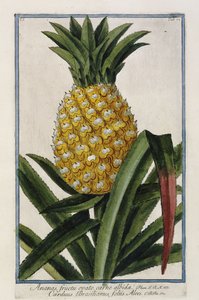 अनानास, 1772-1784 द्वारा इतालवी स्कूल