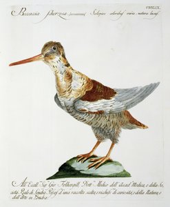 स्निप, c.1767-76 (हाथ के रंग की नक्काशी) द्वारा इतालवी स्कूल