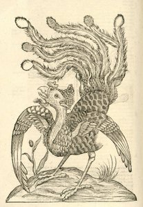 1642 के एल्डरोवैंडिस हिस्ट्री ऑफ़ गैलोज़ से गैलस इंडिकस औरिटस ट्रिडैक्टिलस का चित्रण द्वारा इतालवी स्कूल