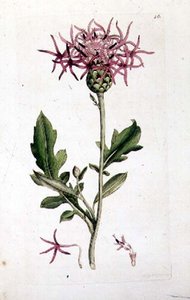 ग्रेट नैपवीड, "इंग्लिश बॉटनी" पब के वॉल्यूम से। 1790-1814 (हाथ के रंग की नक्काशी) द्वारा जे और स्मिथ जेई सॉवरबी