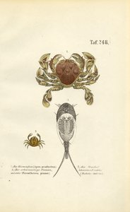  द्वारा J. W. Tenhaeff