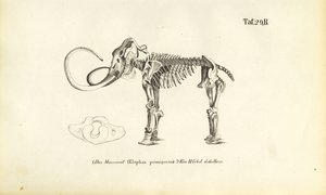  द्वारा J. W. Tenhaeff