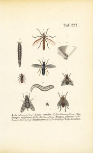  द्वारा J. W. Tenhaeff