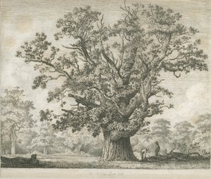 नीडवुड - स्विल्कर ओक: नक़्क़ाशी, एनडी [सी 1820-1850] द्वारा जैकब जॉर्ज स्ट्रैट