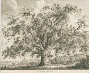 टटबरी - "विच एल्म": नक़्क़ाशी, एनडी [सी 1820] द्वारा जैकब जॉर्ज स्ट्रैट