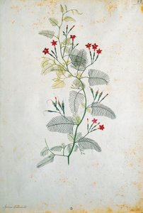 जैकोपो लिगोज़ी (1547-1627) द्वारा इटली, क्वामोक्लिट पेनाटा (सरू बेल), मैक्सिकन पौधा