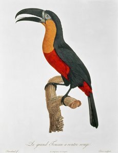 ग्यार्ड द्वारा उकेरा गया विशालकाय टौराको (रंग उत्कीर्णन) द्वारा जैक्स (बाद) बरबंड