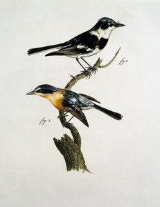 Pririt Batis के नर और मादा (Batis pririt) द्वारा जैक्स (बाद) बरबंड