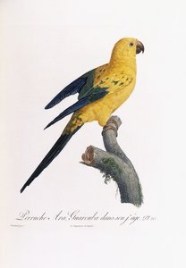 कम उम्र में गोल्डन पैराकेट, आरा गुरौबा द्वारा Jacques Barraband