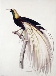 स्वर्ग के बड़े पक्षी, नर द्वारा Jacques Barraband
