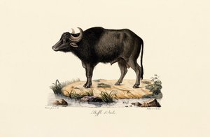  द्वारा 