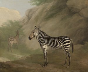 ज़ेबरा द्वारा जैक्स लॉरेंट अगासे