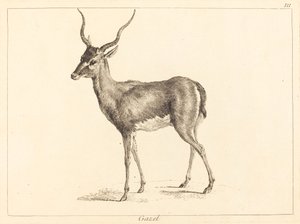 गज़ेल (गज़ेल)