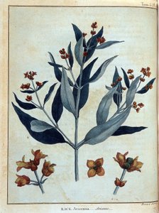 रैक, एविसेन - में "" नूबिया और एबिसिनिया में यात्रा 1768 से 1772 के वर्षों के दौरान नील नदी के स्रोतों की खोज करने के लिए शुरू की गई", जेम्स ब्रूस द्वारा, वॉल्यूम। 1, पेरिस द्वारा जेम्स ब्रूस